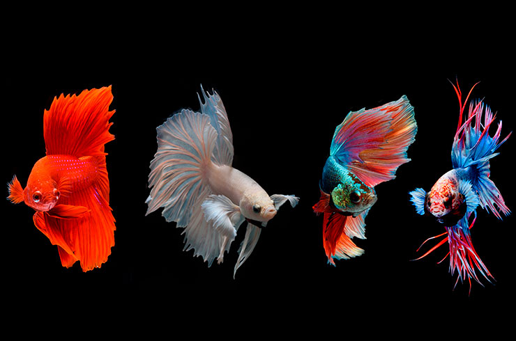 Beta balıklarının renk varyasyonları