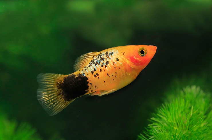 Plati– Canlı doğuran, popüler bir balıktır