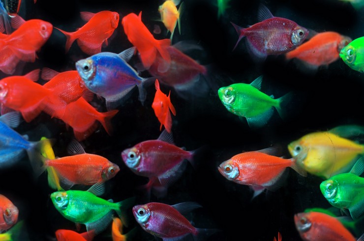 Genetiği Değiştirilmiş canlılardan olan GloFish Tetra Balığı