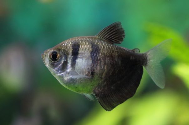 Siyah Tetra Balığı- Siyah Etekli Balık
