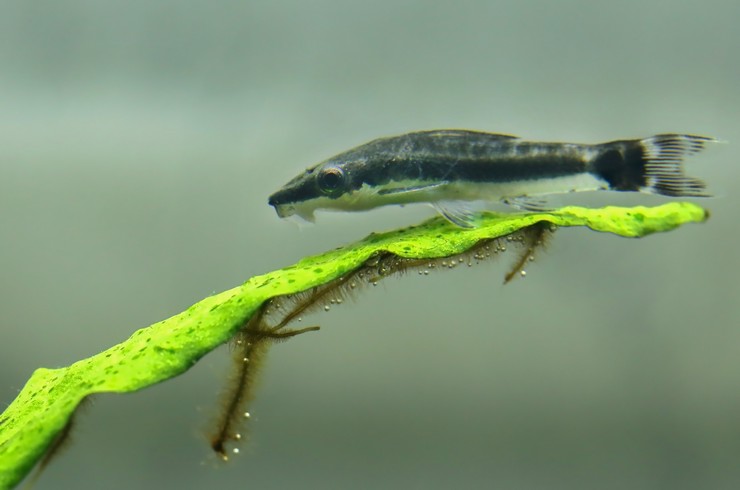 Otocinclus Yayın Balıkları, daha yüksek bitkilere zarar vermeden yosunlarla savaşmaya yardımcı olur