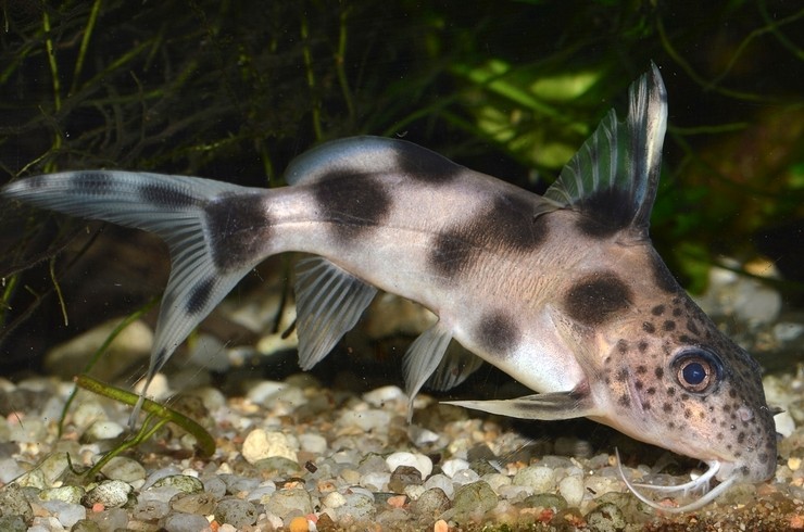 Synodontis Yayın Balığı dış görünüşü