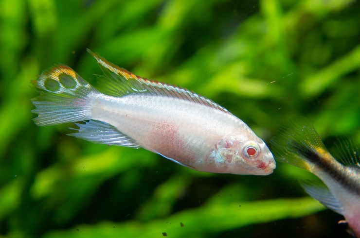 Albino Pelvicachromis pulcher 