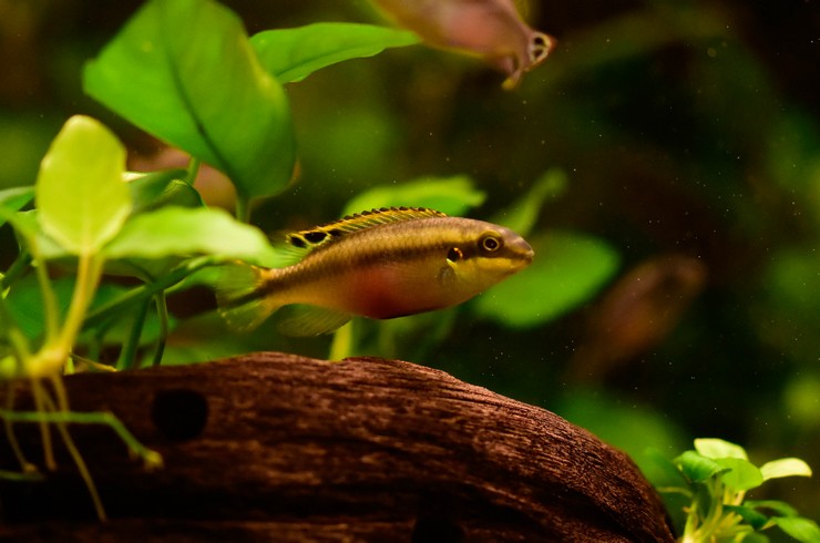 Dalgaların karaya attığı doğal odun kütükleri Pelvicachromisler için mükemmel sığınaklardır