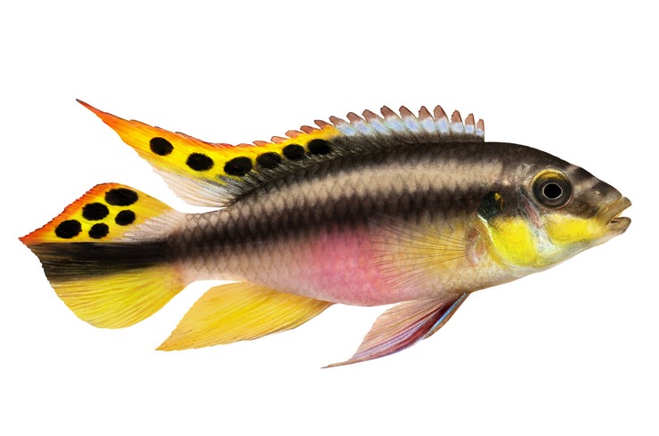 Pelvicachromis Pulcher. Dış görünüş