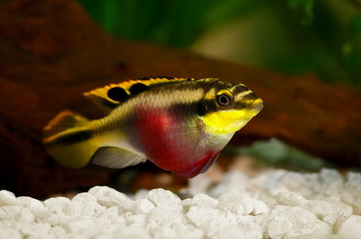 Pelvicachromislerin kavisli ağızlara ve parlak renklere sahiptirler.