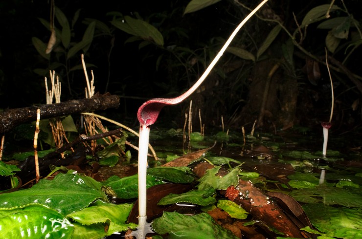 Doğal ortamda Uzun Kuyruklu Kriptokorin (Cryptocoryne longicauda), Borneo Adası