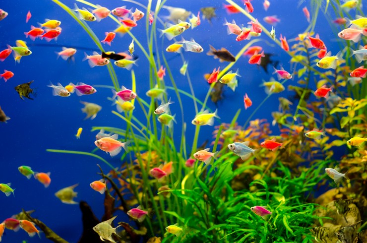 Canlı bitkilerin olduğu ortak bir akvaryumda Ternetia Glofish