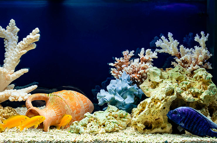 Deniz benzeri bir tarzda dekore edilmiş bir Labidochromis akvaryumu
