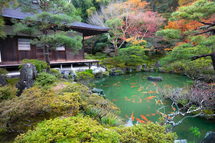 Ginkaku-ji Budist Tapınağının yanındaki Koi Sazanı Göleti.  Kyoto, Japonya
