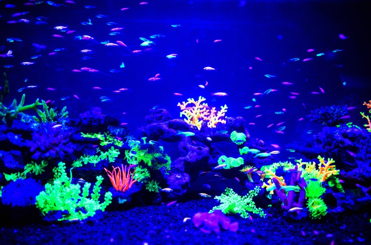 GloFish, mavi ışıkta ve morötesi ışınlarda floresan gibi parlamaya başlar
