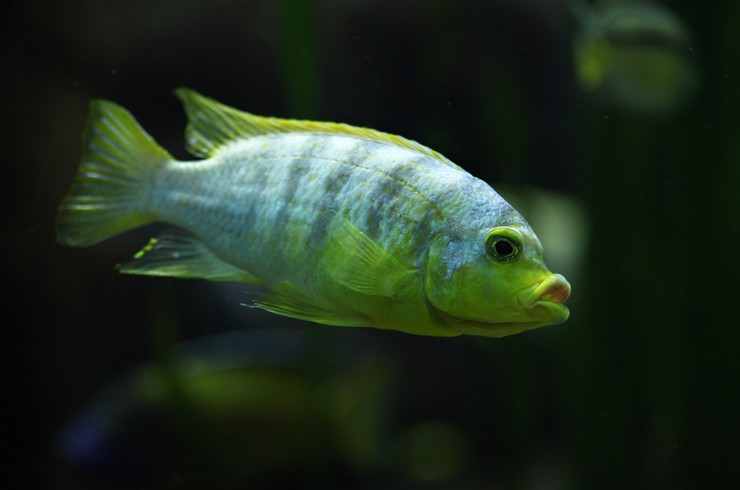Labidochromis "Perlmutt", henüz bilimsel bir tanımlama almamış olan bir türdür