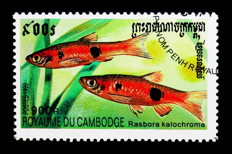 Palyaço Rasbora'nın resminin olduğu bir pul Kamboçya, 1999