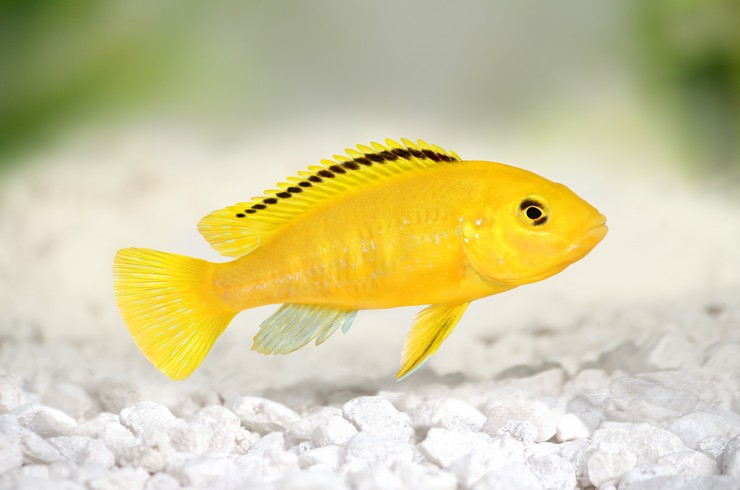 Sarı Prenses (Labidochromis caeruleus)