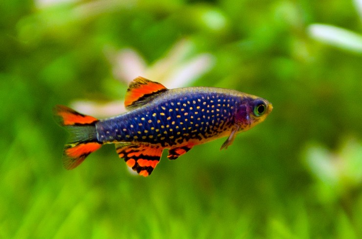 Gök İncisi Danio, nano akvaryumlar için popüler bir balıktır