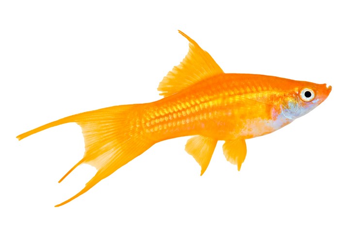 Altın Kılıçkuyruk Balığı