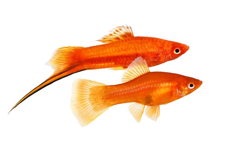 Erkek ve dişi Kılıçkuyruk Balığı
