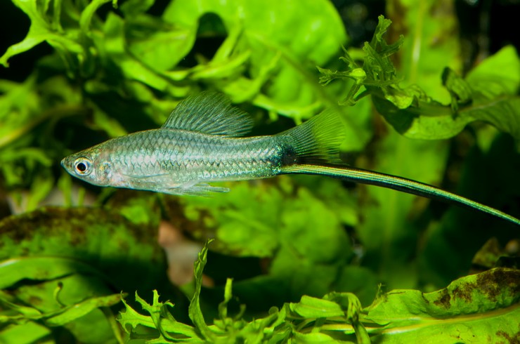 Yeşil Kılıçkuyruk Balığı