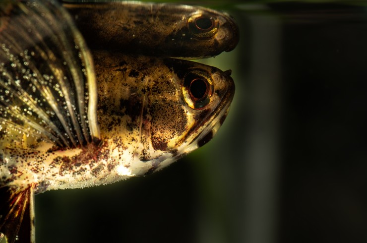 Afrika Kelebek Balığının başı