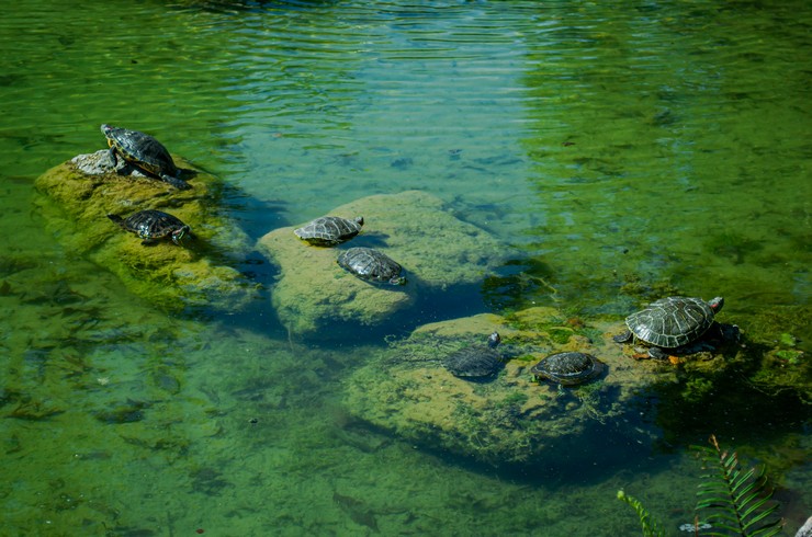 Doğal gölette kırmızı yanaklı kaplumbağa kolonisi
