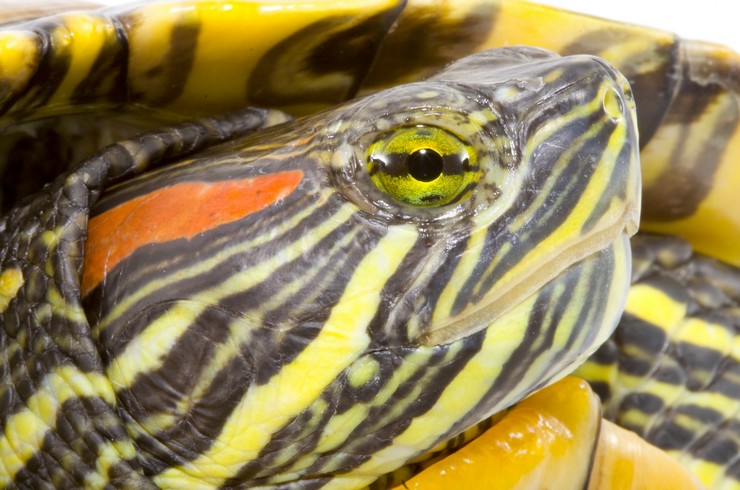 Gözlerinin arkasındaki leke, kırmızı yanaklı kaplumbağaların "kartviziti"dir