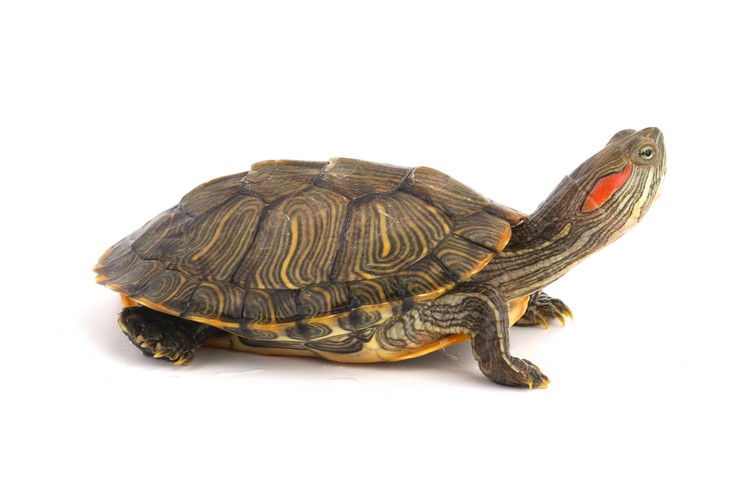Kırmızı Yanaklı Kaplumbağa Dış görünüş