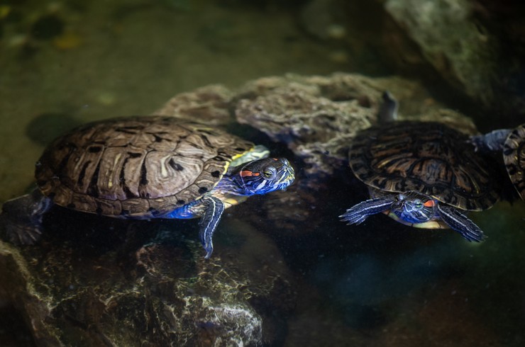 Kırmızı yanaklı kaplumbağalar akrabalarıyla iyi geçinirler