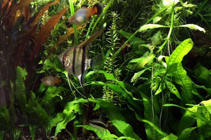 Tayland eğreltiotu, bitki akvaryumu için mükemmel bir seçimdir
