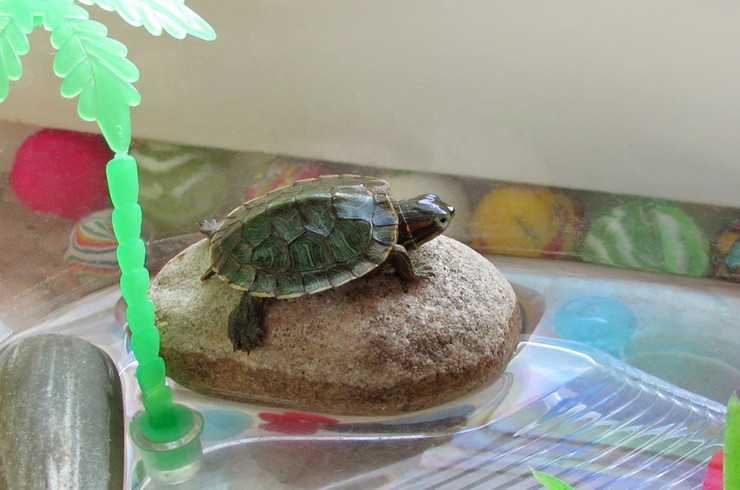 UV lambası olmayan kaplumbağalar genellikle raşitizmden muzdariptir