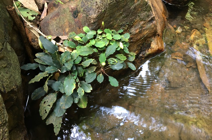 Borneo Adasının her rezervuarında kendine özgü bir tür Bucephalandraya rastlamak mümkündür