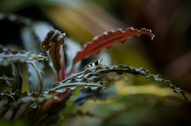 Bucephalandrada dalgalı yaprak plakası