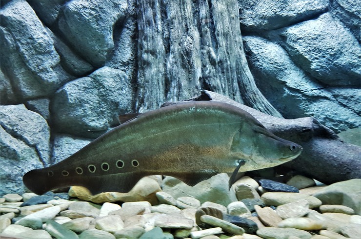 Palyaço Bıçak Balığı