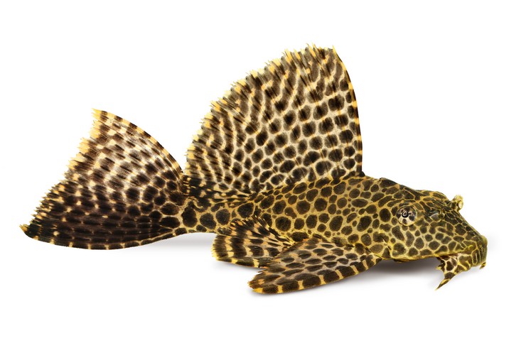 Pterygoplichthys (Leopar Vatoz)