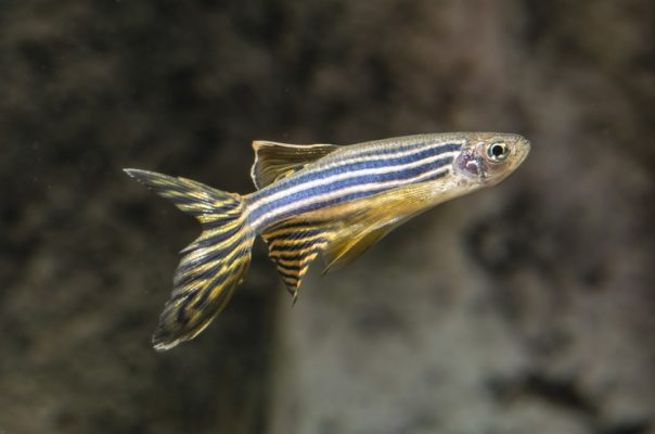 Rerio Zebra Balığı