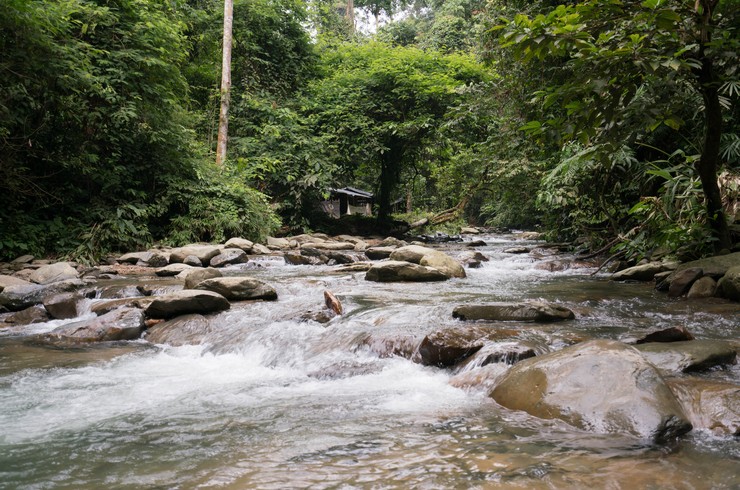 Sumatra adasındaki bir küçük nehir, Sumatra Barbuslarının tipik bir biyotopudur