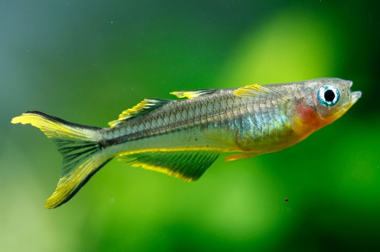 Pseudomugil furcatus - Çatalkuyruk Mavi Göz: bakım, besleme, üreme ...