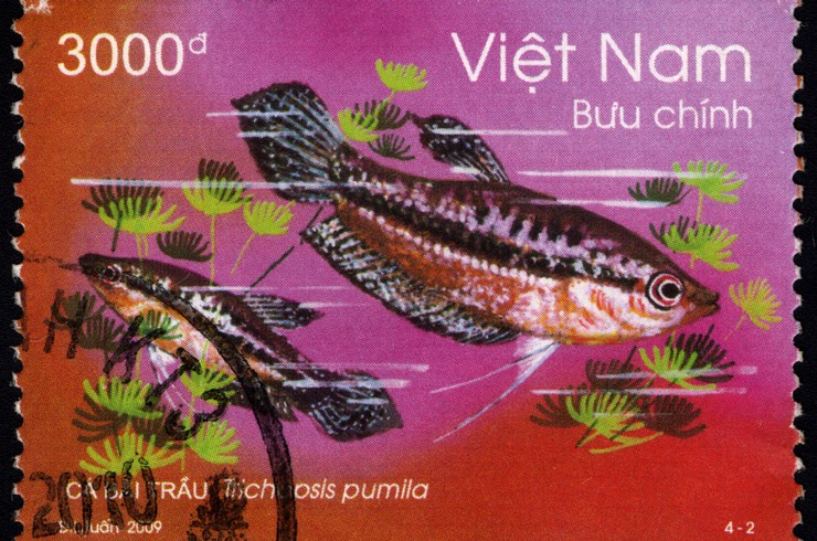Üzerinde Parlayan Gurami resminin bulunduğu bir posta pulu Vietnam