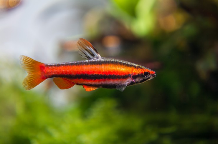 Kırmızı Nannostomus – Kırmızı Kalem Balığı