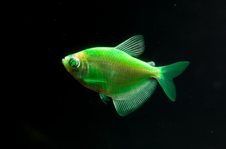 Ternetia Glofish Dış görünüş