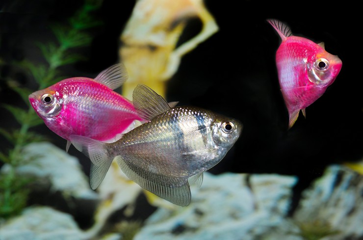 Ternetia Glofish, sakin balıklarla iyi geçinir