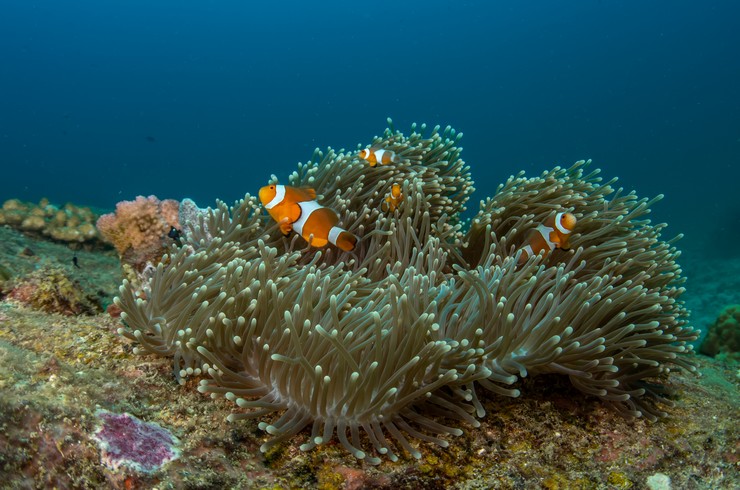 Palyaço Balıkları doğada anemonların çalılıklarına doğru çekilirler