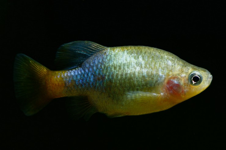 Xenotoca eiseni (Redtail Splitfin)