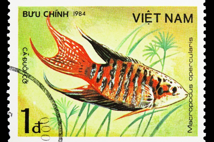 Makropod resiminin yer aldığı bir posta pulu. Vietnam, 1984