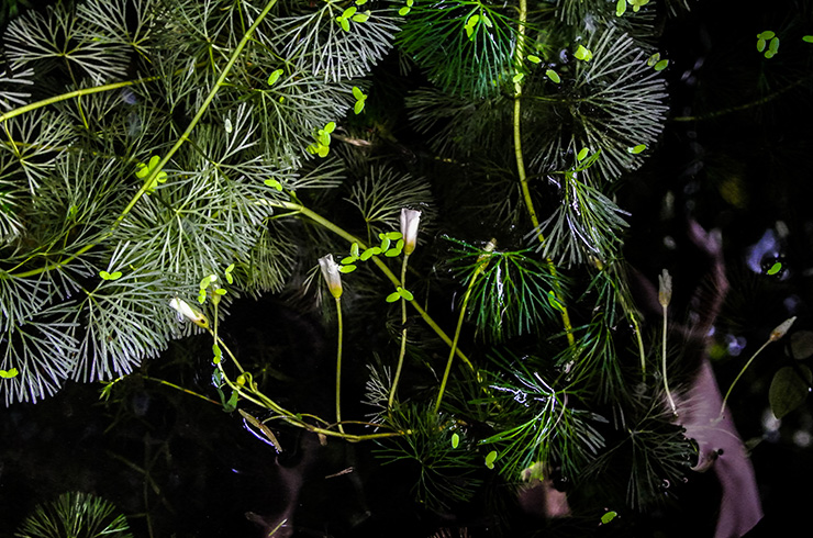 Yelpaze şeklindeki tüylü-kesikli yapraklar Cabombanın karakteristik bir işaretidir.