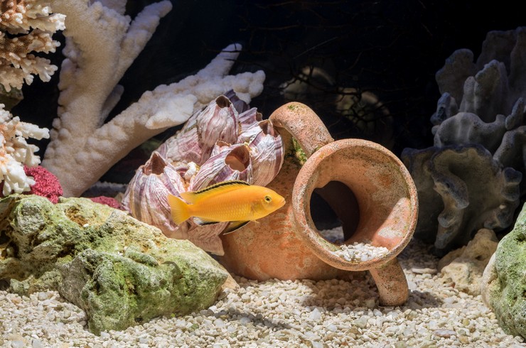 Deniz taklidi akvaryumda Sarı Labidochromis