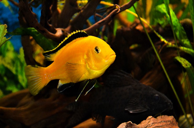 Labidochromis parlak sarı rengi için limon olarak adlandırılır