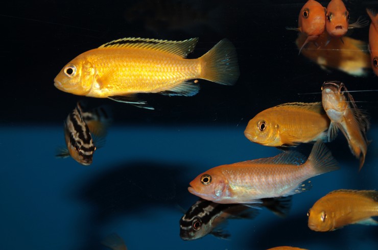 Ortak bir akvaryumda Sarı Labidochromis