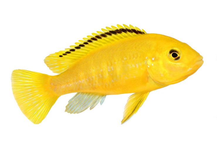 Sarı Labidochromis Dış görünüş