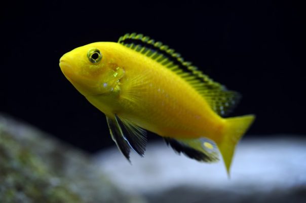 Sarı Labidochromis (Sarı Prenses), Malawi Gölü cikletidir