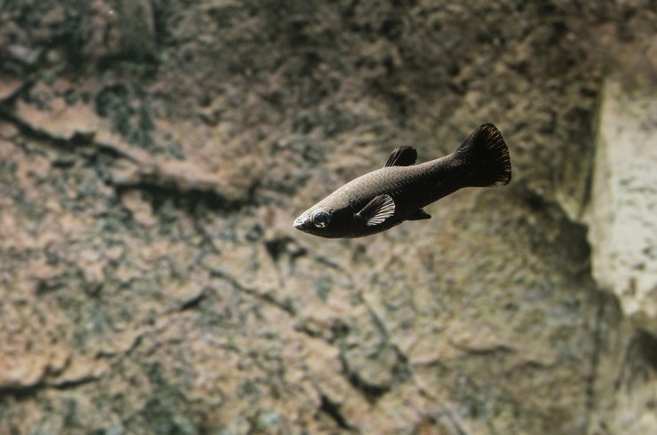 Siyah Moli Dış görünüş